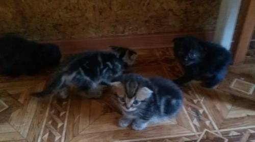 Продам шотландских вислоухих котят 