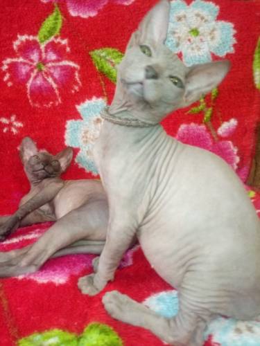 Котик Донского сфинкса