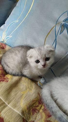 Британские котята девочки