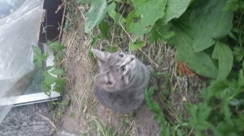  Котята ищют своего хозяига