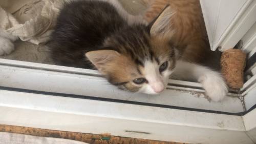 котенок в добрые руки