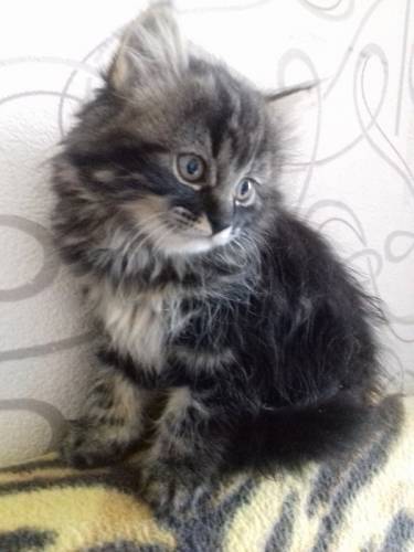 Котят продам