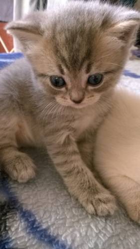 шотландские котята