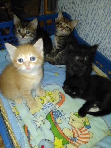 Милые котята от сибирской кошки