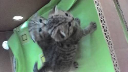 Шотландские клубные котята