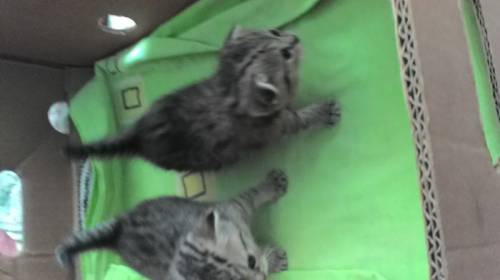 Шотландские породистые котята
