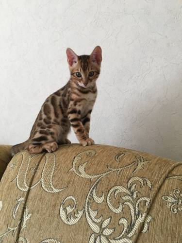Продам бенгальского кота