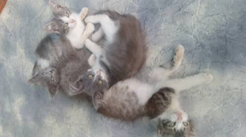 Отдам котят в добрые руки