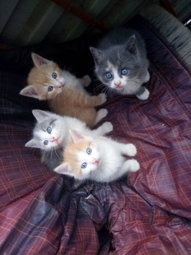 отдам милых котят