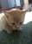 отдам милых котят