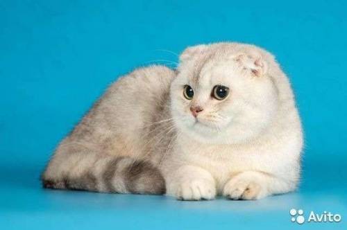 котята -вислоухие и прямоухие ....    коты  на вязку-чистокровные