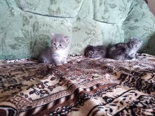Котята  милые и пушистые ищут хозяевов