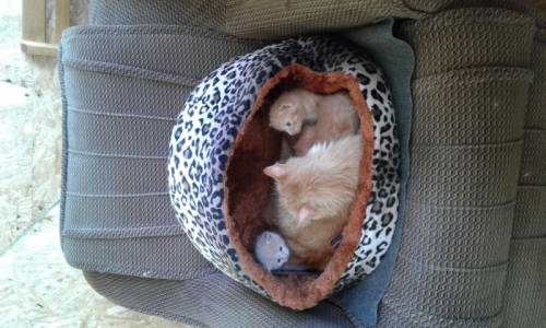 Котята рыжие с кошкой