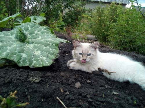 Отдам в добрые руки котят(смесь Мейн-куна)