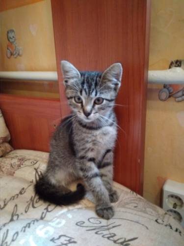отдам котенка в добрые руки