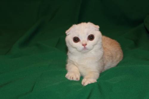 Породистые шотландские котята.