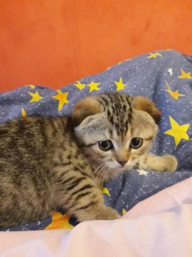  Шотландские котята Браун Табби 