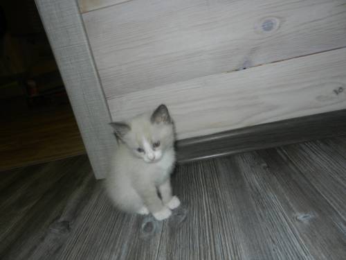 Красивые котята в хорошие руки