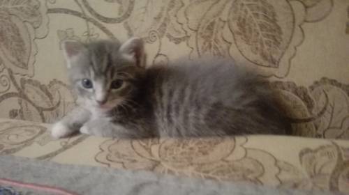 Отдам котят в добрые руки