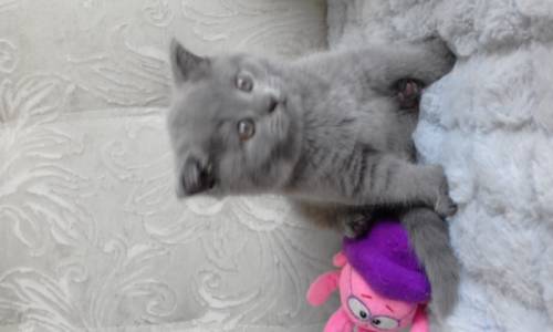 Продам шотландскую вислоухую кошечку голубого окраса