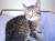 Котёнок ищет дом