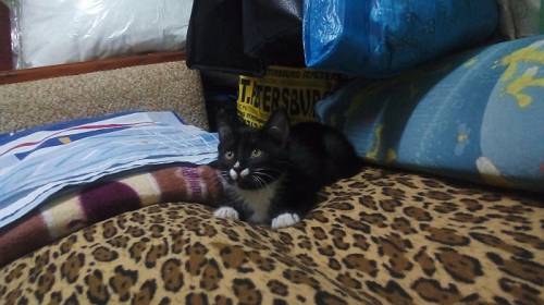 Продаётся котик от домашней кошки