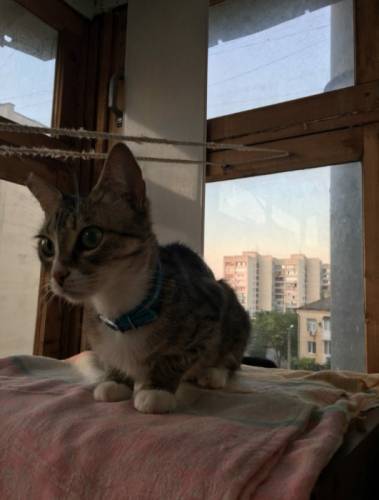 Красивую кошечку в добрые руки