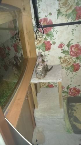 Бенгальские котята мальчики 