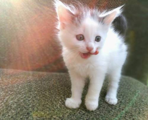 Котята ищут теплый дом и любящих хзяев