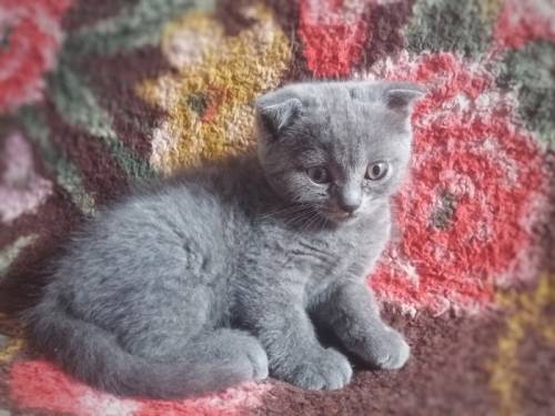 Срочно продаются шотландские вислоухие и прямоухие котята !