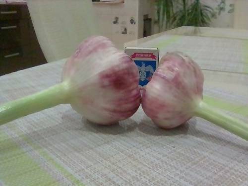 Продаю озимый чеснок