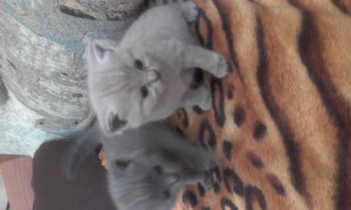 Котята  Британцы