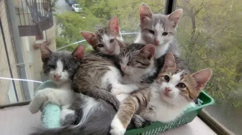 отдам котят в хорошие руки