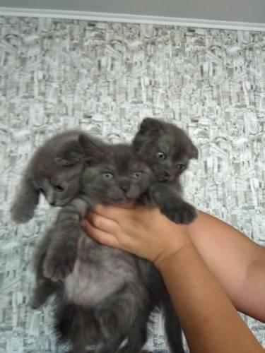Продам британских вислаухих котят. Две девочки вислаухие один мальчик прямоухий.