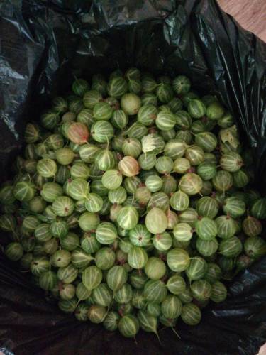 Продам крыжовник 10л. 