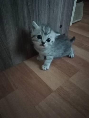 Котята шотландской породы окраса вискас