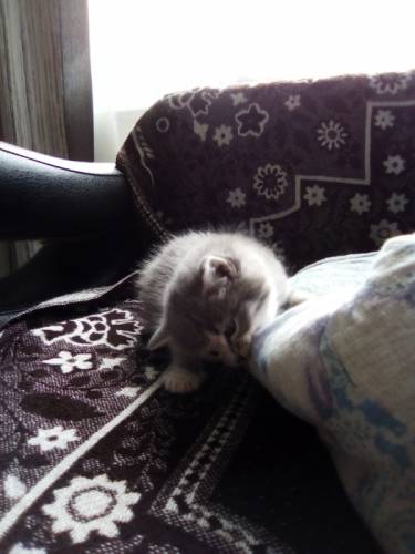 кошечка 1,5 месяца