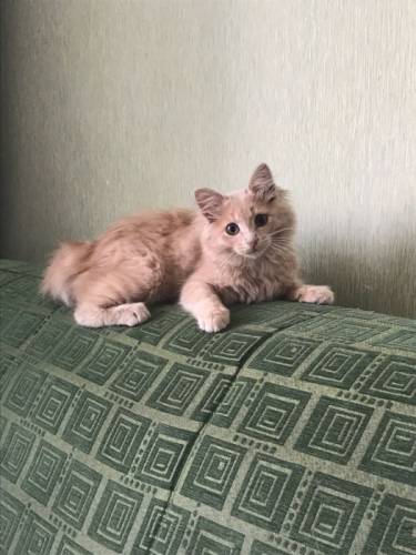 Замечательная персикового окраса кошечка. Бесплатно