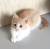 Котенок Крошик ищет дом