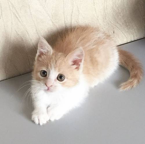 Котенок Крошик ищет дом