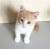 Котенок Крошик ищет дом