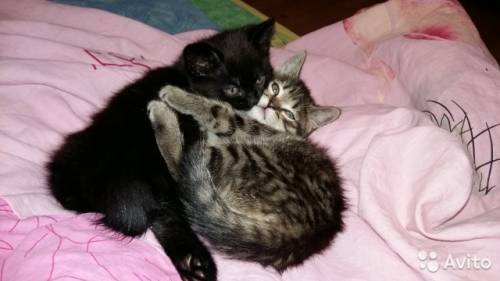 Котята британцы