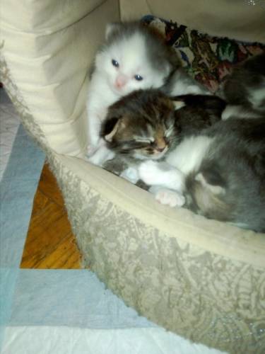 Отдаем котят в добрые руки