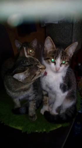 Отдам котят 4 месячных в добрые руки.