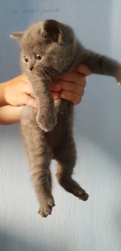 Шотландские  вислоухие  котята. 