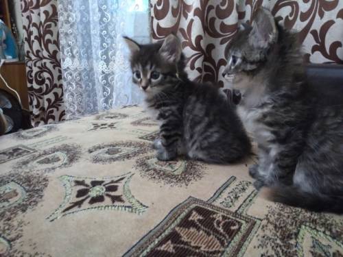 отдам котят в добрые руки