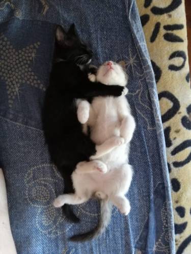 Отдам котят даром