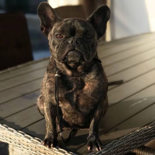 French Bulldog Female