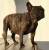 French Bulldog Female