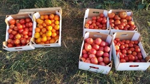 Продам томат красный и зелёный